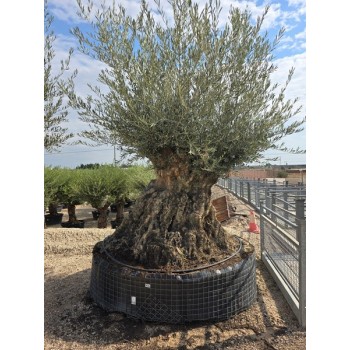 Olea Bonsai Lechin MAXI CTM 